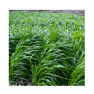 进口耐寒牧草种子多年生黑麦草种子四季常青鸡鸭鹅猪牛羊鱼草种籽