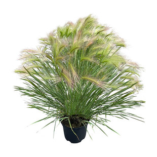 芒颖大麦草种子Foxtail barley变色观叶草种籽室内阳台盆栽春季播