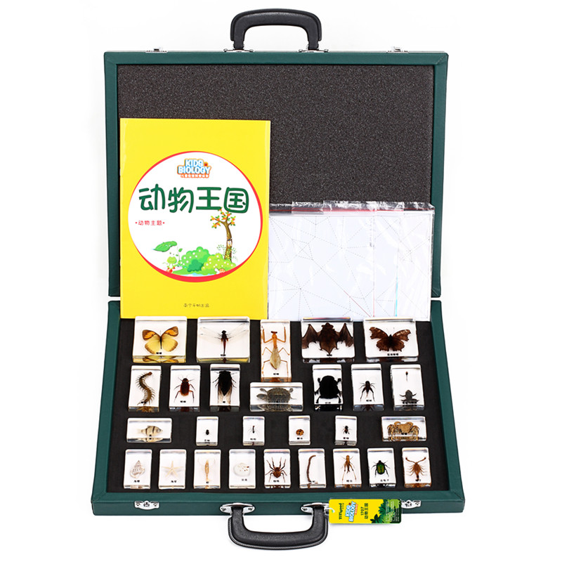 千千幼儿园教学真实动物昆虫青蛙