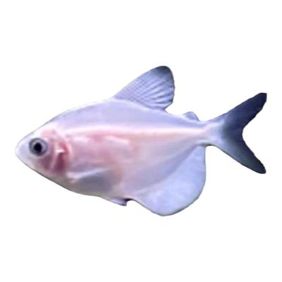 热带淡水鱼颜色缤纷天使小鱼