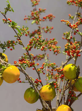 鲜花花束组合切枝千层金小南瓜五代果云南直发鲜切花花艺插花装饰