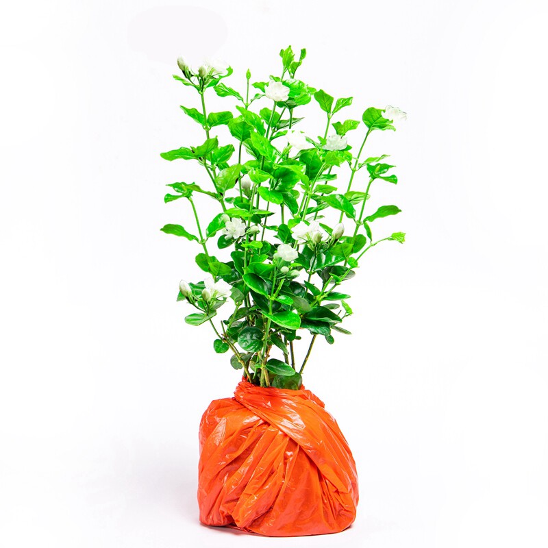 开花不断浓香客厅包邮茉莉花盆栽