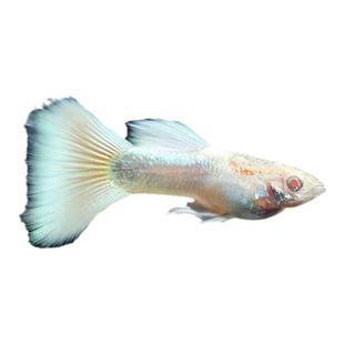 孔雀鱼活体鱼苗观赏鱼小鱼金鱼热带淡水好养耐活斑马鱼缸小型凤尾