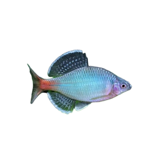 新安江青鳞鱊网红鳑鲏鱼不加温皮实好养溪流鱼原生冷水鱼包公鱼