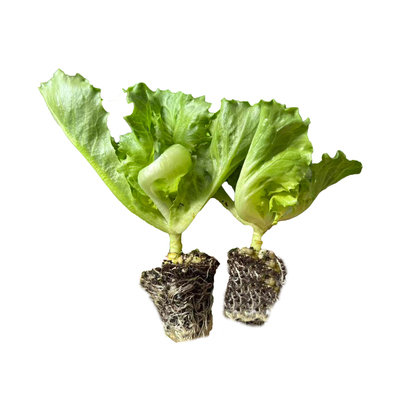 结球生菜苗球生菜种籽包心球形高产抗病春秋阳台四季盆栽圆生菜苗