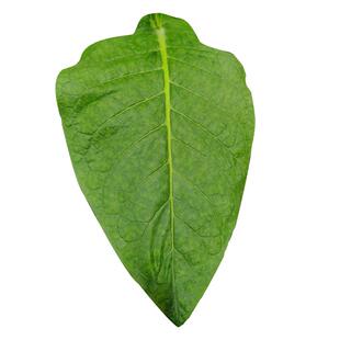 庭院观赏植物大叶紫苏种子东北亚布力苏种子1克老品种春季播种