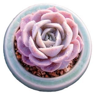 【一物一拍】蓝色惊喜 月影果冻色多肉植物新手盆栽绿植满28包邮