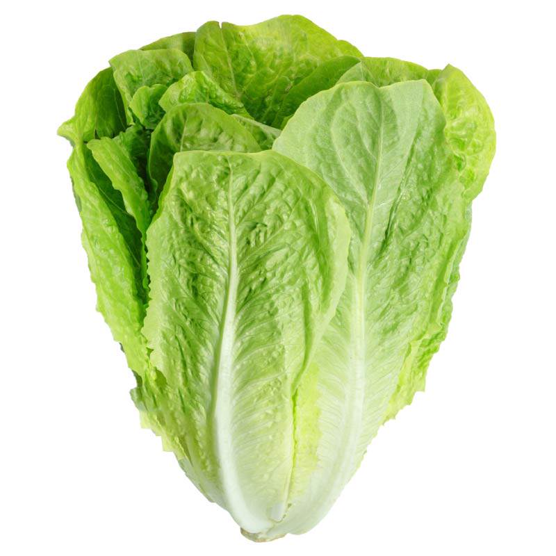 脆嫩好吃直立生菜苗秧孔雀菜大速红皱意大利生菜种子四季盆栽阳台