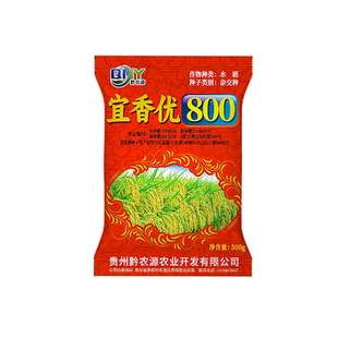国标优质杂交水稻种子宜香优800高产长粒水稻米质优口感好