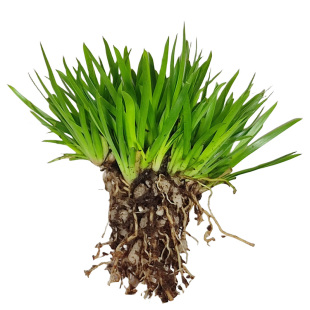 鲜活迷你植物雨林缸上水石盆栽苔藓微景观宝石兰金线莲姬虎耳菖蒲