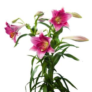 现货百合进口种球虹越根心弦单重瓣可盆栽地栽四季花园阳台花卉