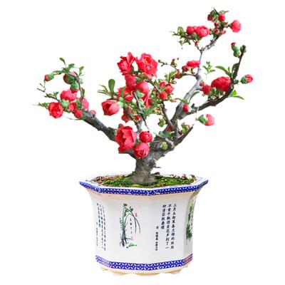 海棠花盆栽树苗老桩阳台四季