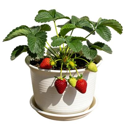 真红美玲黑珍珠好吃好养草莓虹越