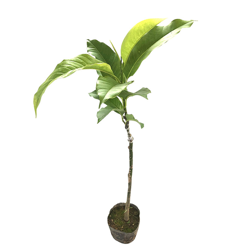 嫁接盆栽四季开花白玉兰花