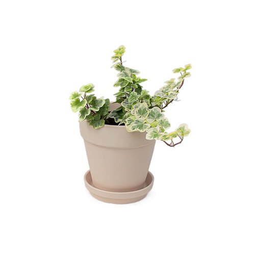日本雪莹花叶常春藤稀有网红ins风爬藤绿植盆栽好养阳台包邮多株