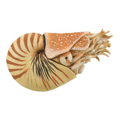 【88907鹦鹉螺】CollectA官方授权正版动物模型早教玩具