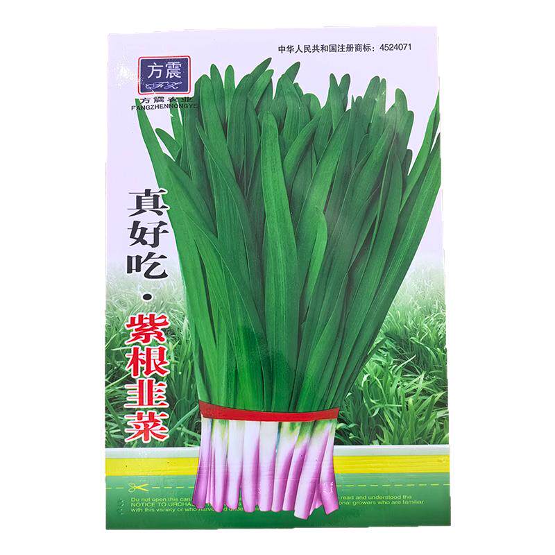 四季紫根韭菜种子大叶宽叶