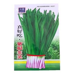 方震紫根韭菜种子四季播种蔬菜种子新手小白易种