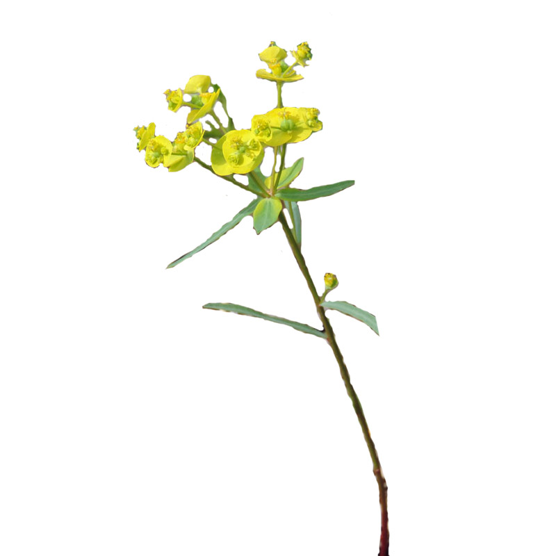 猫眼草中药材新货新鲜干货 细叶猫眼草小叶整棵带根非泽漆