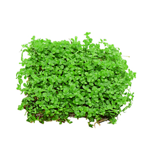 水草鱼缸造景专用趴爬地矮珍珠植物莫斯净化水质养鱼铺底懒人水草