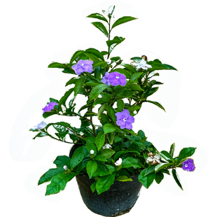 双色茉莉盆栽双色花苗鸳鸯茉莉花阳台室内外盆栽芳香花卉四季种植