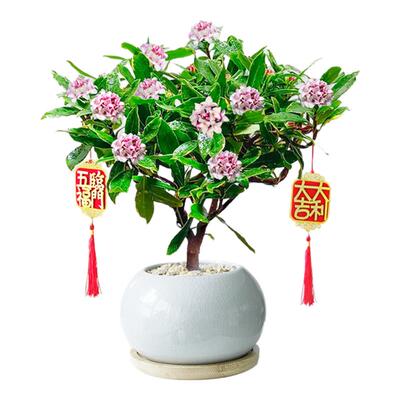 雨不停金边瑞香盆栽浓香型