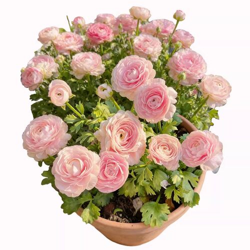 洋牡丹盆栽带花苞阳台花园四季好养花卉植物花毛茛芹叶牡丹鲜切花