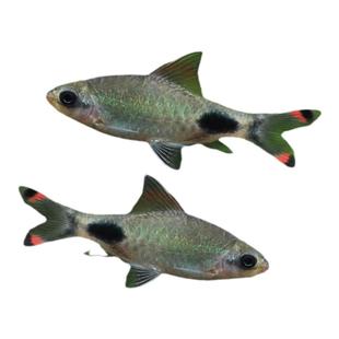 黑影道人鱼水草缸群游之王大号一眉道人红眉鱼苗非紫红两点鲫活体