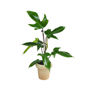 飞机蔓绿绒佛罗里达ins网红植物盆栽室内耐阴四季好养北欧风绿植