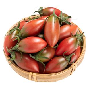 盐碱地福建紫弹头迷彩小番茄圣女果孕妇新鲜水果西红柿子顺丰包邮