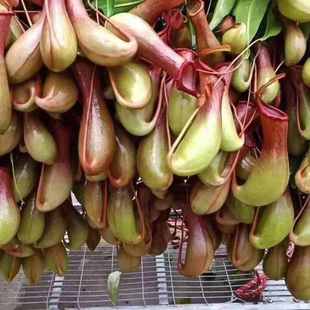 猪笼草盆栽食虫草捕蝇草夏天驱蚊食蚊植物室内客厅庭院吊挂绿植花