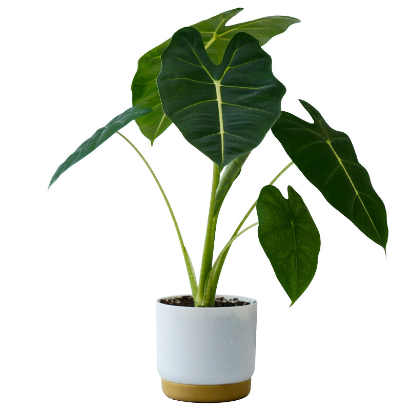 天鹅绒海芋室内盆栽绿植好养花卉