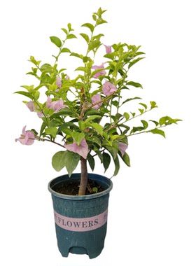 勤花品种爬藤三角梅四季开花