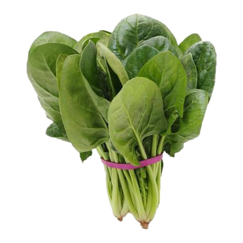 大叶菠菜种子四季易种原生态菠菜籽种子抗病耐热耐寒越冬蔬菜种子