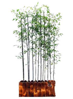 竹子苗庭院四季耐寒耐旱造景植物