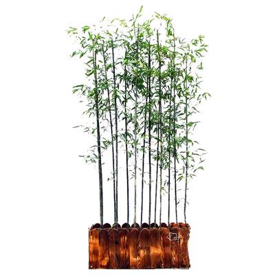 竹子苗庭院四季耐寒耐旱造景植物