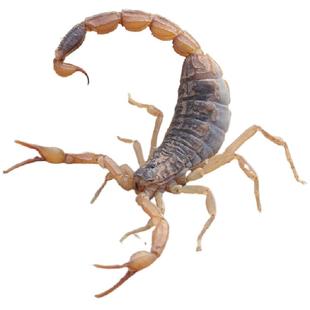 活蝎子正宗沂蒙山野性十足全蝎蝎子活体活虫煲汤油炸泡酒食用药用