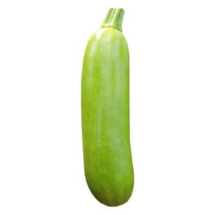 盛美耐寒西葫芦种子种籽 高产西胡芦翠绿油亮型耐弱光越冬早春孑