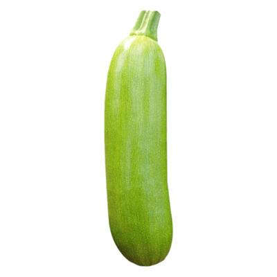 盛美早春油亮型耐弱光耐寒种子