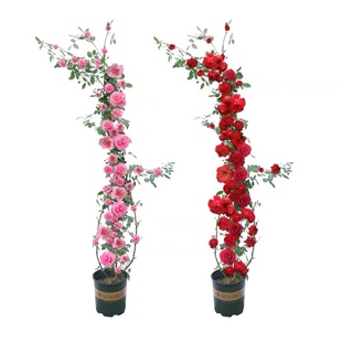 蔷薇花苗爬藤月季庭院阳台藤蔓植物龙沙宝石大花玫瑰爬墙藤本月季