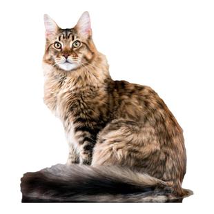 缅因猫幼猫纯种宠物猫俄罗斯巨型猫咪活体烟灰黑棕虎斑缅因长毛猫