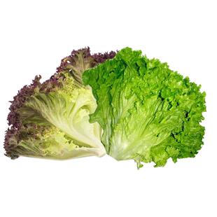 生菜种子奶油生菜籽紫色玻璃速生奶油营养结球生菜盆栽菜园大田