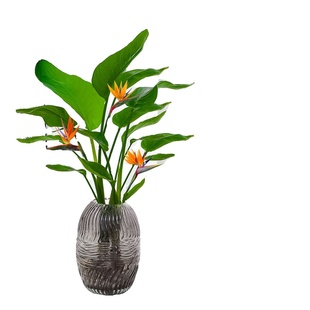 水培天堂鸟盆栽花卉植物室内客厅绿植桌面鹤望兰四季好养活吸甲醛