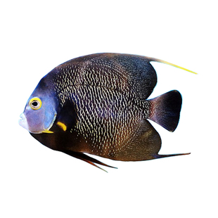 美国法仙灰仙蓝仙女王国王霸王哥迪汤臣石美人大型神仙海水观赏鱼