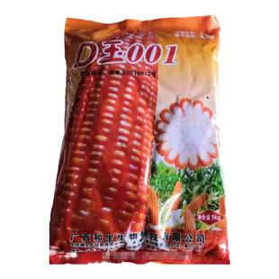 广西玉米种子矮杆大棒玉米种子D玉001籽粒金黄硬粒型1公斤