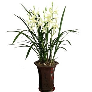 四季建兰花大浓香丹霞仙女十三太保色如玉香如檀一年开花多次盆栽