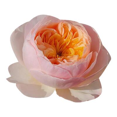 朱丽叶月季花苗特大花