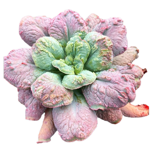 吸财树多肉植物聚财筒叶花月多年老桩超大颗红办公室花卉盆栽