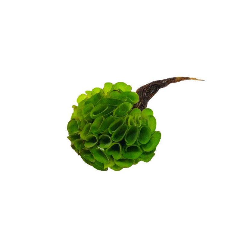 Others小乌龟活物造景真水草绿植