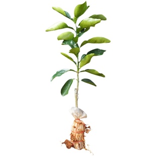 越南青柚树苗红肉柚子嫁接正宗品种红心清甜结果快带叶广西